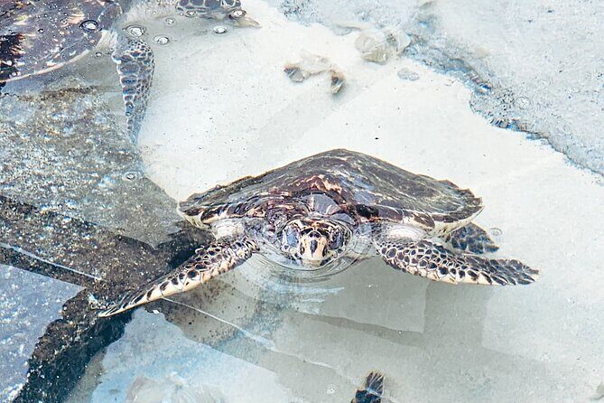 Beachcomber Island Day Trip Fiji's Authentic Island Experience - Turtle pond and island time: balance your schedule