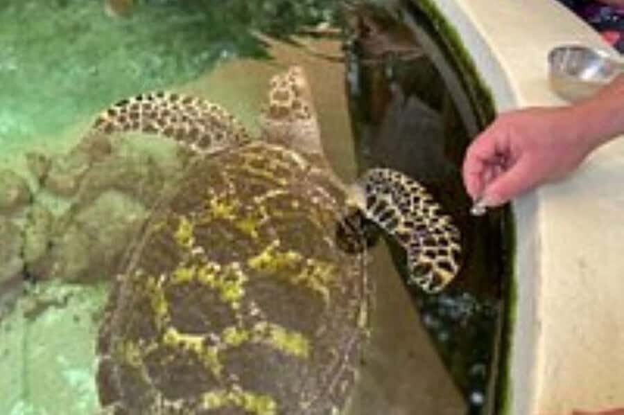 Discover Fijian Culture and Reptiles - Should You Book This Tour?