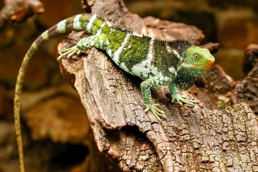 Discover Fijian Culture and Reptiles - Fijian Day Trip Route: Coral Coast to Sigatoka Dunes