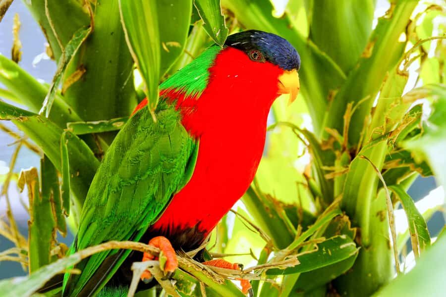 Discover Fijian Culture and Reptiles - Shri Radha Krishna Temple and the Quick Market Stops