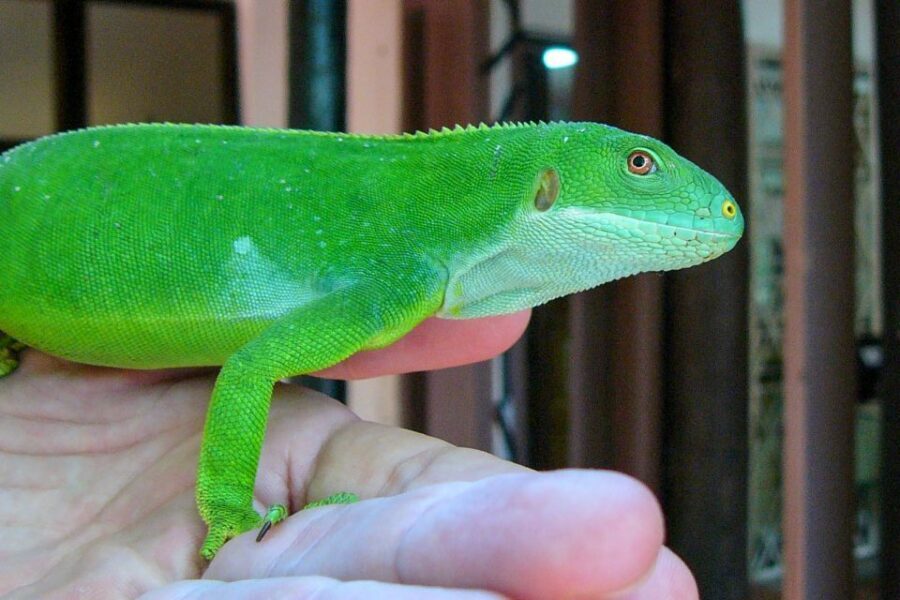Discover Fijian Culture and Reptiles - Kula Eco Park and Fiji’s Crested Iguanas: What the Walk Covers