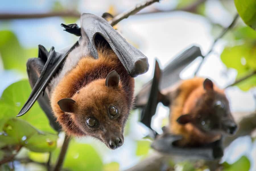 Discover Fijian Culture and Reptiles - Price and What You’re Really Paying For at $117