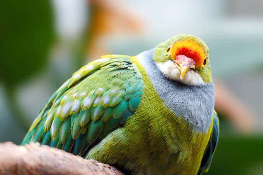 Discover Fijian Culture and Reptiles - Practical Tips: Shoes, Cash, and How to Enjoy 7–8 Hours