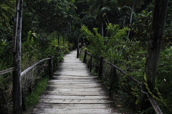 garden of the sleeping giant and mudpool tour combo - Denarau’s one-stop combo: mud and the Garden of the Sleeping Giants