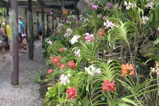 Half Day Mudpools, Veseisei Fijian Village, Gardens of Sleeping Giants &Shopping - Veseisei village: what you learn when history is the main course