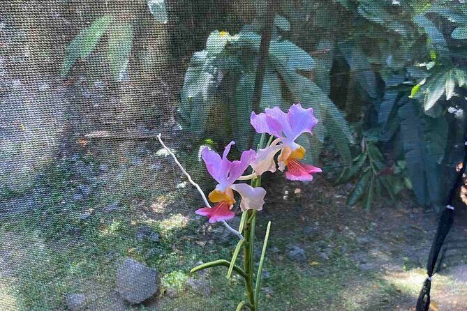 Half Day Nadi Tour Temple, Market, Gardens and Mud Pools - Garden of the Sleeping Giant Orchids: A Guided Walk With Free Time