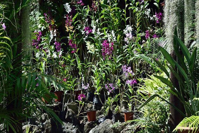 Half Day Sightseeing - Wonders of Nadi Tour - Key Highlights You’ll Care About