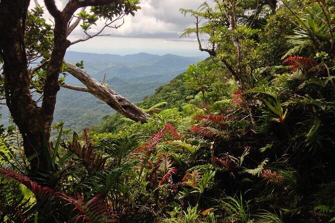 Hiking Adventure including Fiji's Highest Mountain and 3 Nights - Day 2: Mount Tomanivi climb—early starts, steep trail, and summit views