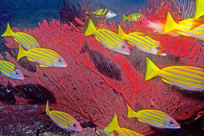 Introductory Scuba Dive experience - Whitetip Marine Adventures - Your underwater time: two shallow sessions with guided control
