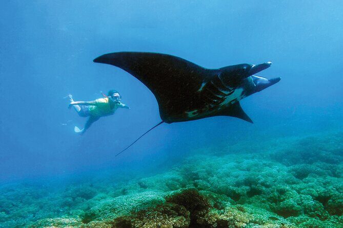 Manta Ray Experience - Quick hits worth knowing