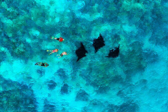 Manta Ray Experience - Port Denarau logistics and the 8:45am start you should plan around