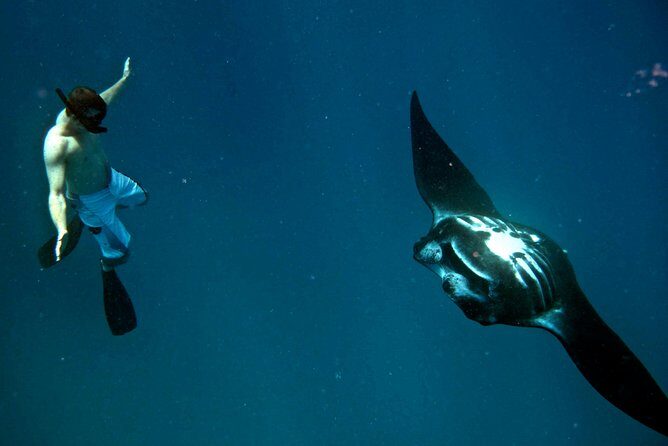 Manta Ray Experience - The season window (May–October) and why it changes your odds
