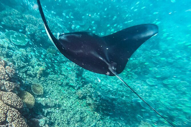 Manta Ray Experience - Cruising through the Mamanucas and Yasawas before the water