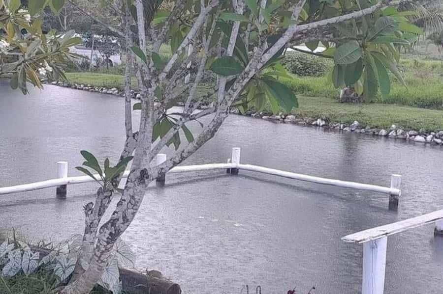 Nadi: Mud Pool and Hot Spring Private Tour - What to expect on the ground: pacing, people, and your time window