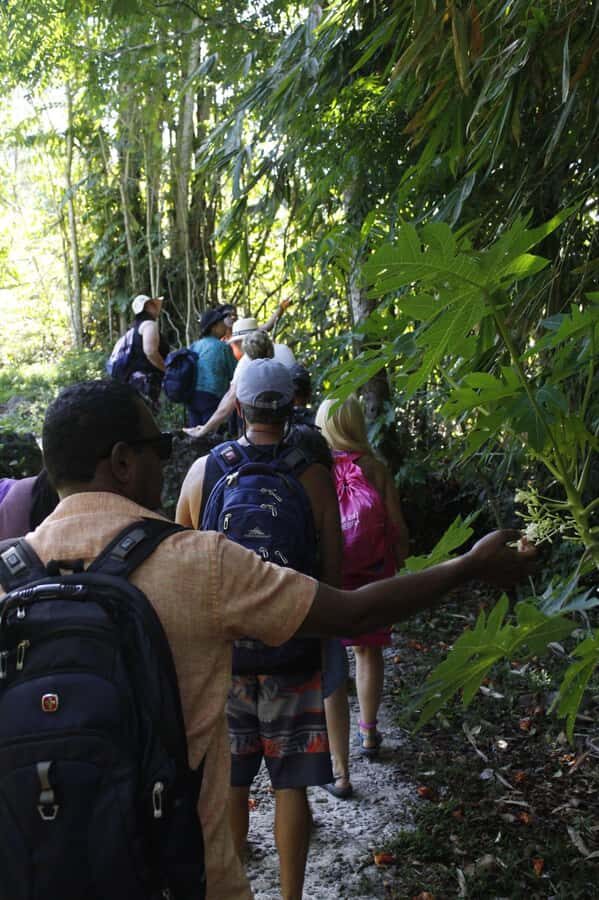 NADI: Nalesutale Village Half Day Tour - The Bird Watching Moment: Small, Calm, and Worth It