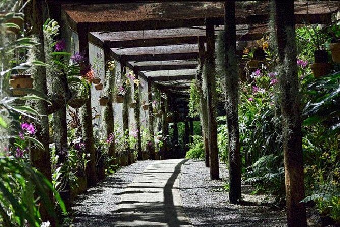 Wonders of Nadi Tour - Hindu Temple, Sleeping Giant Gardens, Markets & Shopping - Sleeping Giant Gardens: orchid viewing with time to wander